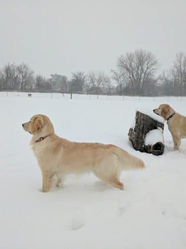 Bark Park