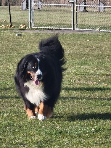Bark Park