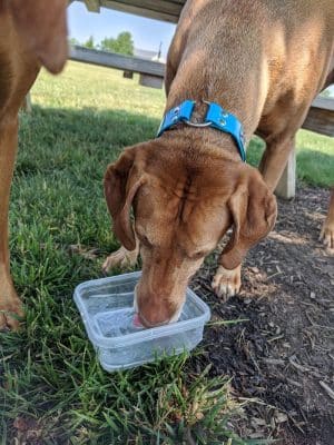 Bark Park