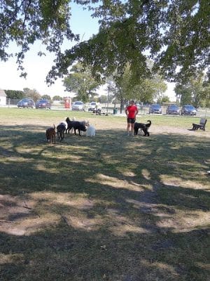 Bark Park
