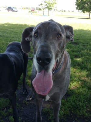 Bark Park