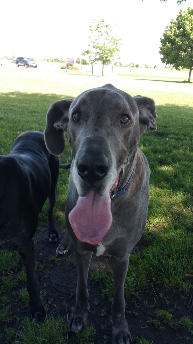 Bark Park - Lake in the Hills, IL