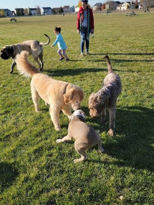 Bark Park