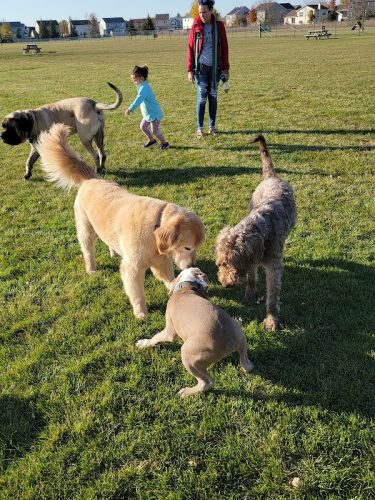 Bark Park