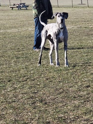 Bark Park