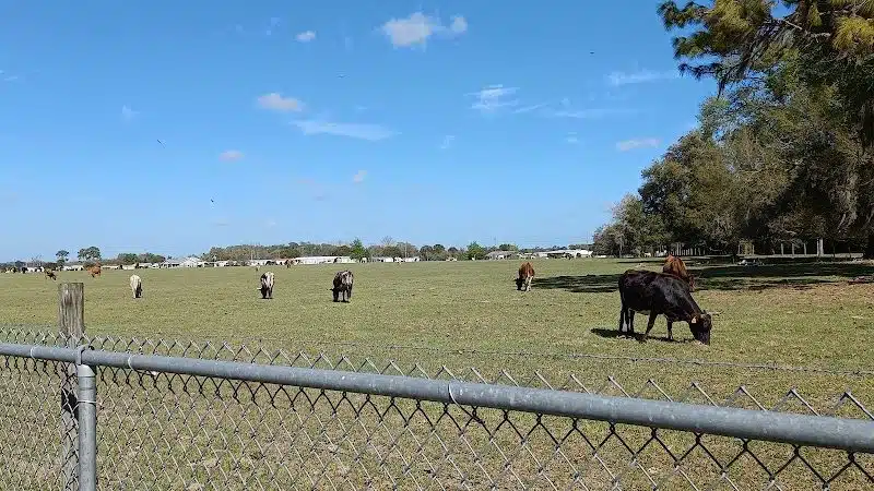 Lake Panasoffkee Dog Park - Lake Panasoffkee, FL