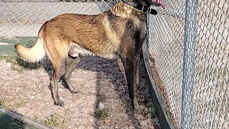Lake Panasoffkee Dog Park - Lake Panasoffkee, FL