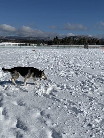 Off Leash Dog Area - Lake Placid, NY