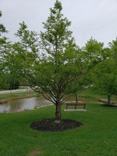 Boulevard Park - Lake St Louis, MO