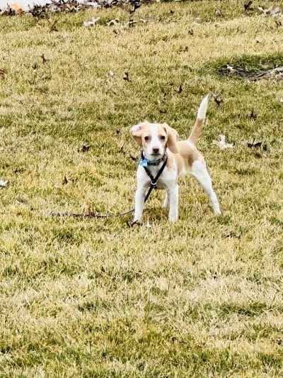 No Leash Needed - Lake St Louis, MO