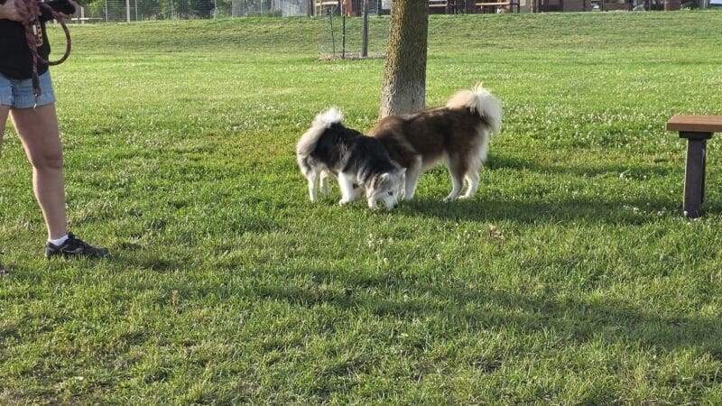 Duck Farm Off-Leash Dog Area - Lake Villa, IL