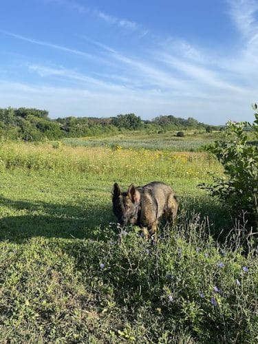Duck Farm Off-Leash Dog Area - Lake Villa, IL