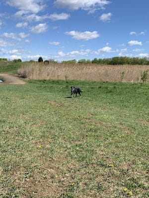 Duck Farm Off-Leash Dog Area