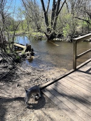 Duck Farm Off-Leash Dog Area
