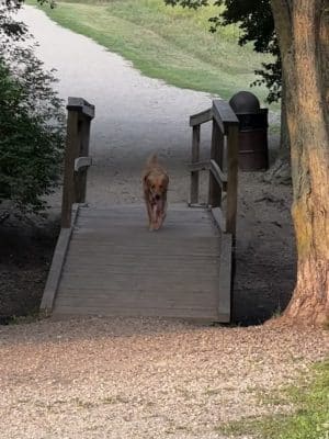 Duck Farm Off-Leash Dog Area