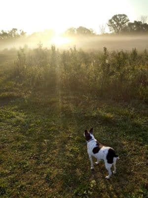 Duck Farm Off-Leash Dog Area
