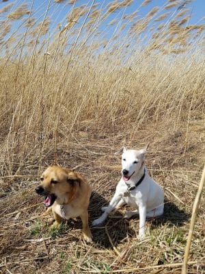 Duck Farm Off-Leash Dog Area