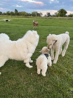 Duck Farm Off-Leash Dog Area