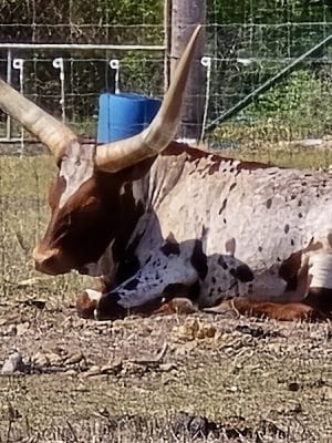 Sandy Oak Ranch