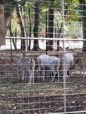 Sandy Oak Ranch