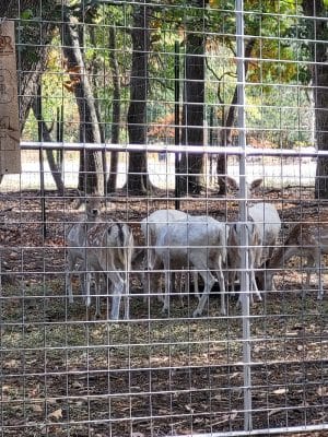 Sandy Oak Ranch