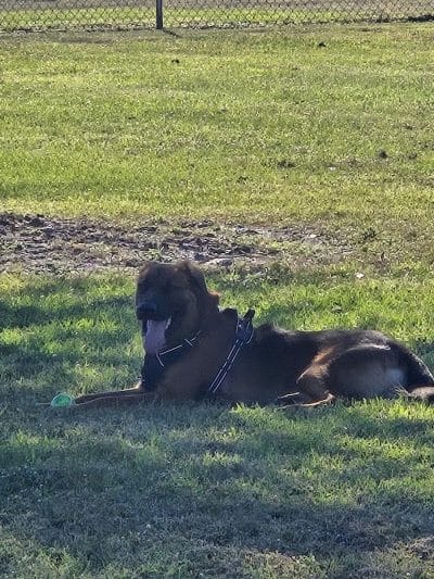 Cook Park Dog Park - Lakeland, FL