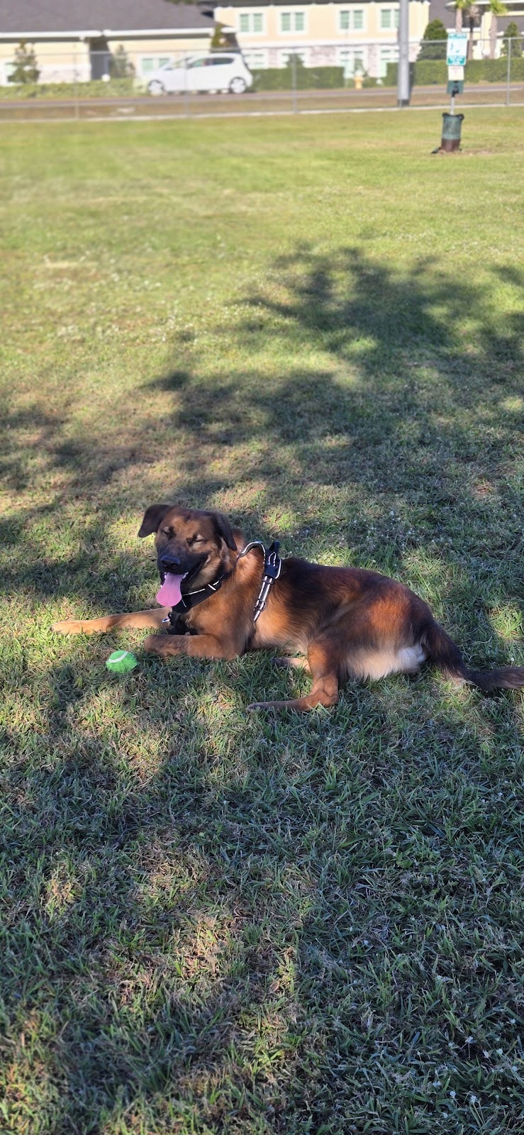 Cook Park Dog Park - Lakeland, FL