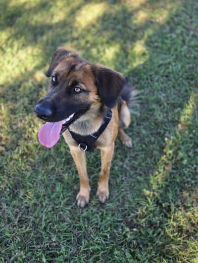 Cook Park Dog Park - Lakeland, FL