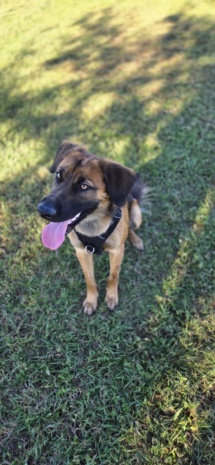 Cook Park Dog Park - Lakeland, FL