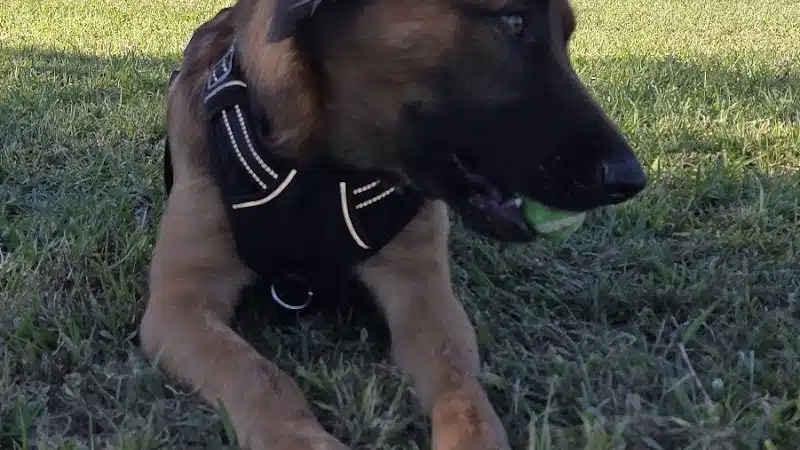 Cook Park Dog Park - Lakeland, FL