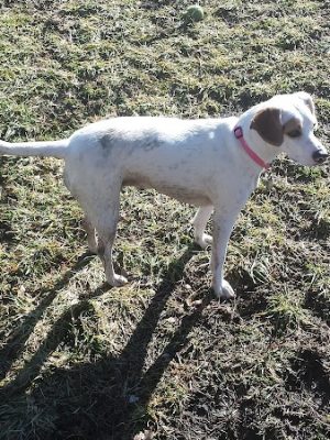 Lakewood Dog Park