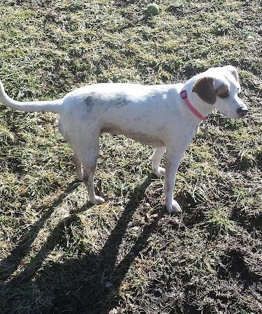 Lakewood Dog Park