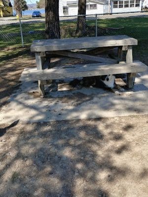 Lakewood Dog Park