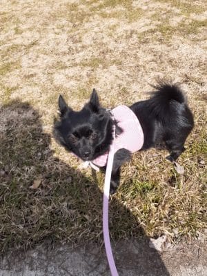 Lakewood Dog Park