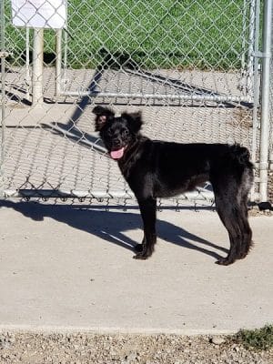 Lakewood Dog Park