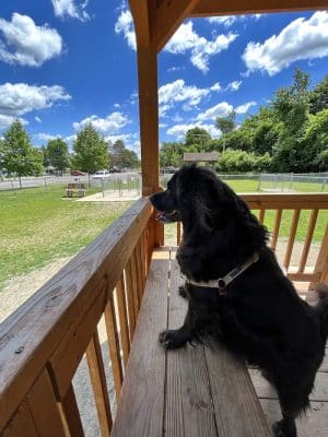 Lakewood Dog Park