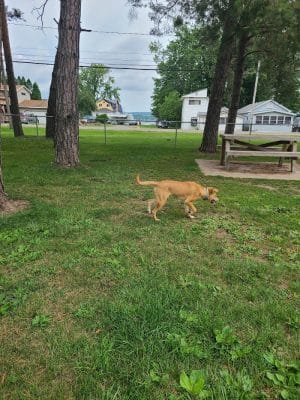 Lakewood Dog Park