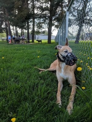 Lakewood Dog Park