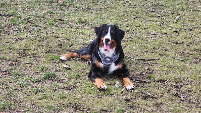 Fort Steilacoom Large Dog Park - Lakewood, WA