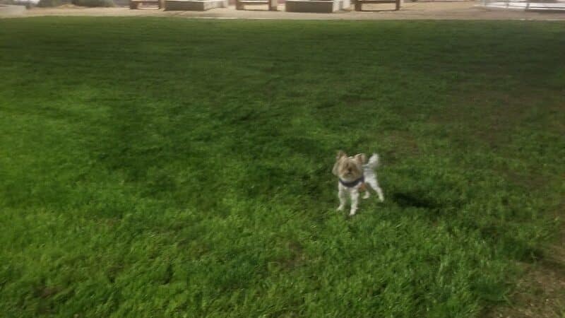Charlie Frias Dog Area - Las Vegas, NV
