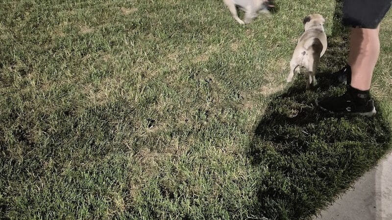 Charlie Frias Dog Area - Las Vegas, NV