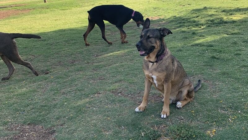 Clark County Dog Fancier's Park - Las Vegas, NV