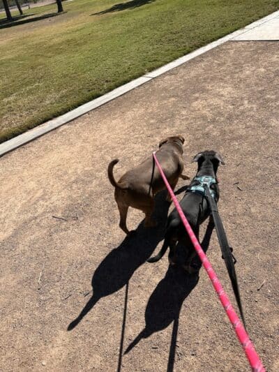 Clark County Dog Fancier's Park - Las Vegas, NV