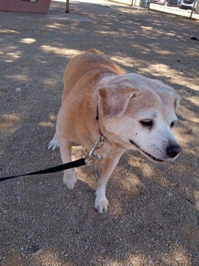 Clark County Dog Fancier's Park - Las Vegas, NV