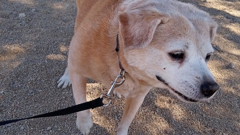 Clark County Dog Fancier's Park - Las Vegas, NV