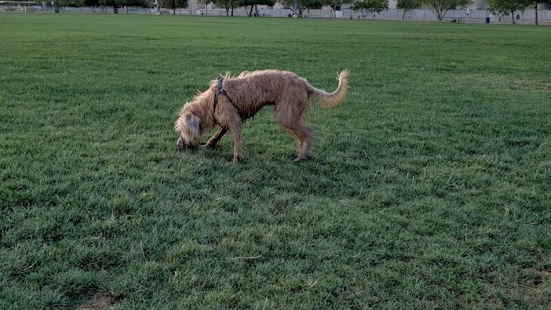 Clark County Dog Fancier's Park - Las Vegas, NV