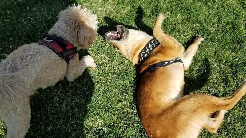 Clark County Dog Park at Spring Valley Community Park - Las Vegas, NV