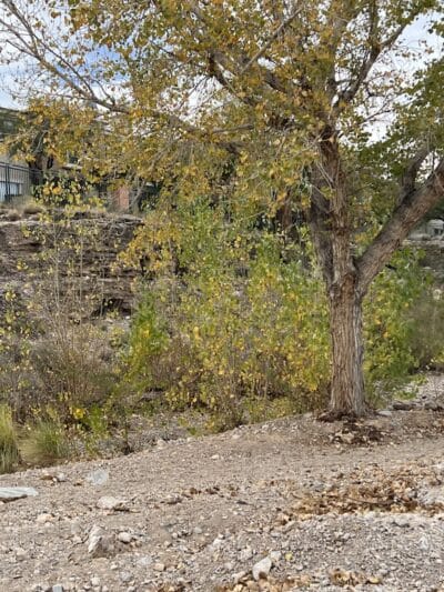 Cottonwood Canyon Trail Park - Las Vegas, NV