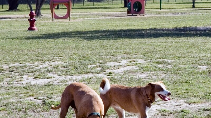 Desert Breeze Dog Park - Las Vegas, NV