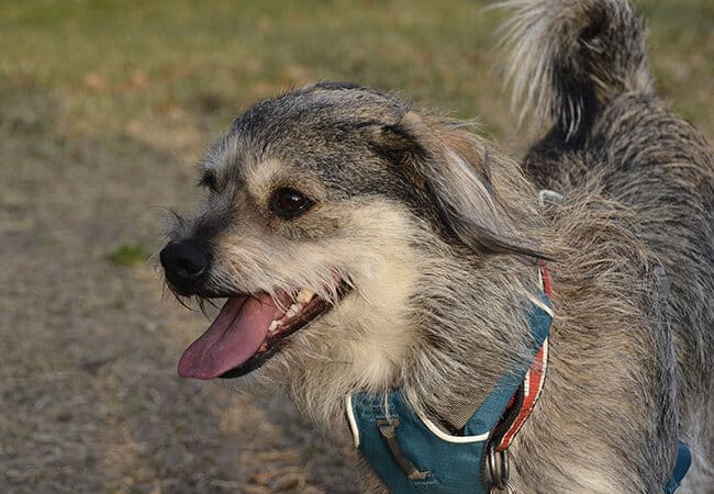 Desert Breeze Dog Park - Las Vegas, NV